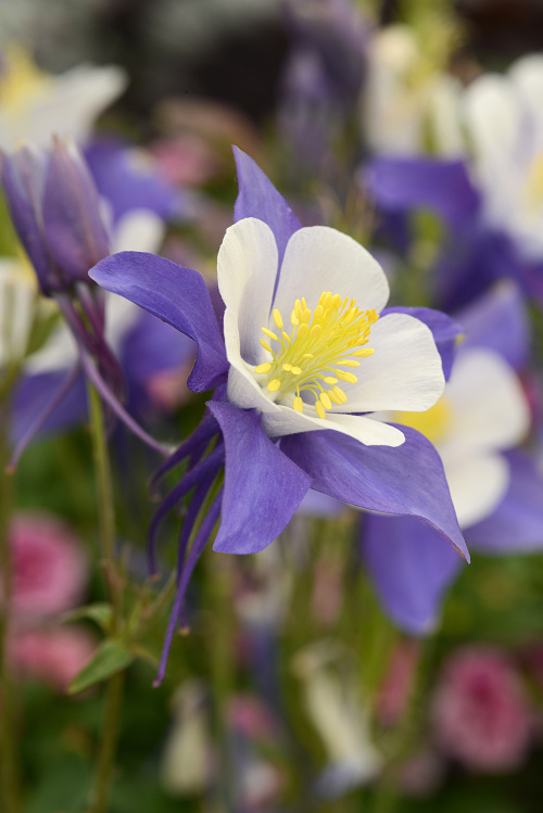 Aquilegia Swan, F1 hybrid Blue and White 20 semien 